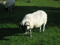IMG_1743
