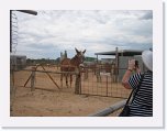 IMG_9118 * Mule at Birdsville Working Museum * 2592 x 1944 * (1.23MB)