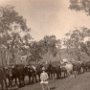Bullock team bringing logs